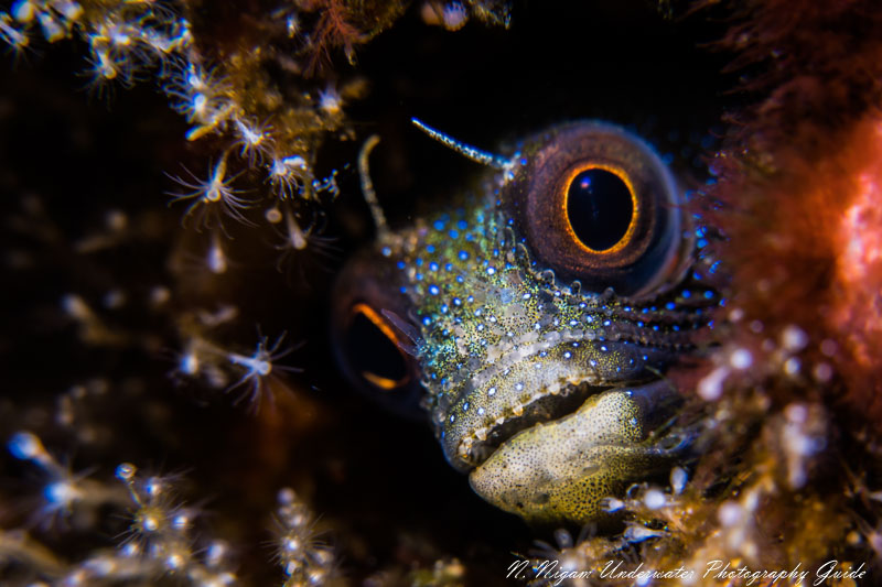 A tiny blenny taken with the Sony 90mm macro lens. Sony A7R IV, Ikelite A7R IV housing, dual Ikelite DS 161 strobes, the Sony 90mm macro lens, and the Bluewater +7 diopter. 1/250, f/11, ISO 200 A tiny blenny taken with the Sony 90mm macro lens. Sony A7R IV, Ikelite A7R IV housing, dual Ikelite DS 161 strobes, the Sony 90mm macro lens, and the Bluewater +7 diopter. 1/250, f/11, ISO 200