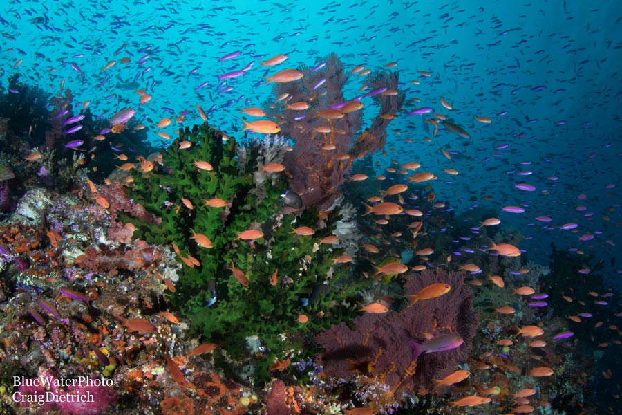 Fiji 2022 Trip Recap Fiji 2022 Trip Recap