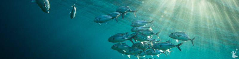 ambient-light-underwater-tutorial-durand