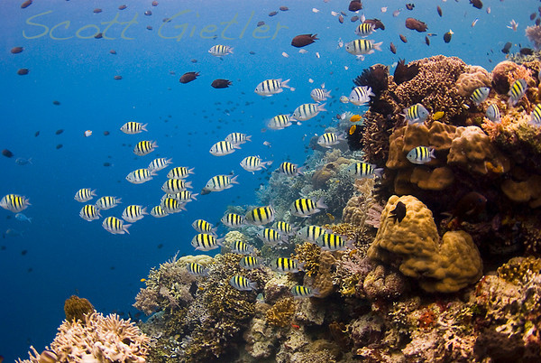 Schooling fish, 15ft of water, ambient light. Ambient light can give very even lighting. f/4, 1/100th, ISO 250 ambient light underwater photo