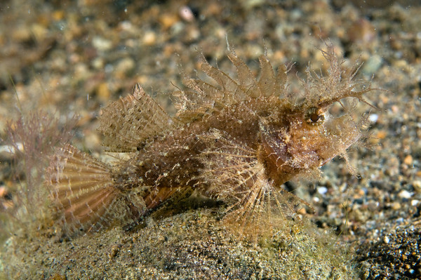 Ambon scorpionfish