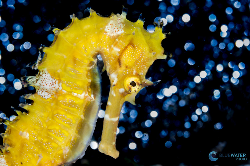 A seahorse on the white sand slope in front of Anda town. The vibrant bokeh was captured by placing steel wool in front of the subject A seahorse on the white sand slope in front of Anda town. The vibrant bokeh was captured by placing steel wool in front of the subject