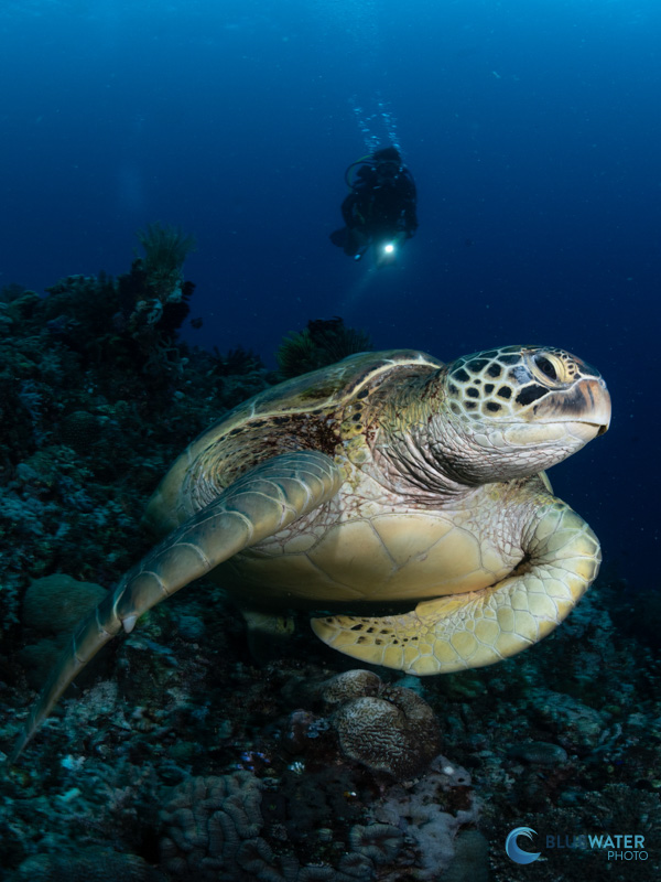 A green sea turtle at the top of a wall photographed with the Marelux Z8 housing and the Nikon Z8 with a single Marelux Apollo III Strobe A green sea turtle at the top of a wall photographed with the Marelux Z8 housing and the Nikon Z8 with a single Marelux Apollo III Strobe