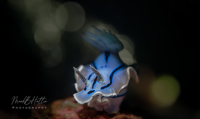 One of the first images captured with the Marelux SOFT Lite by Mark Hatter. One of the first images captured with the Marelux SOFT Lite by Mark Hatter.