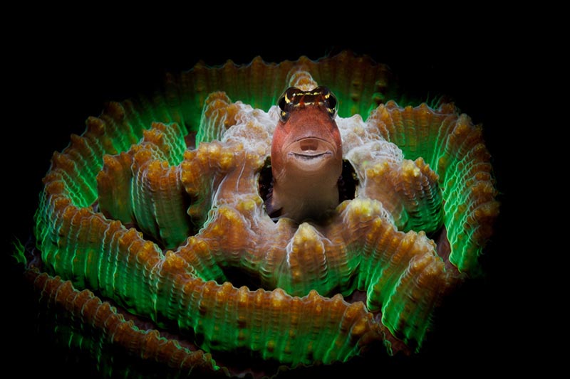 anilao apollo s strobe