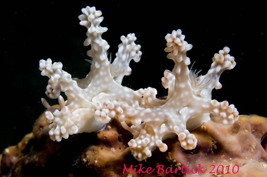 Anilao Photo Essay Anilao08