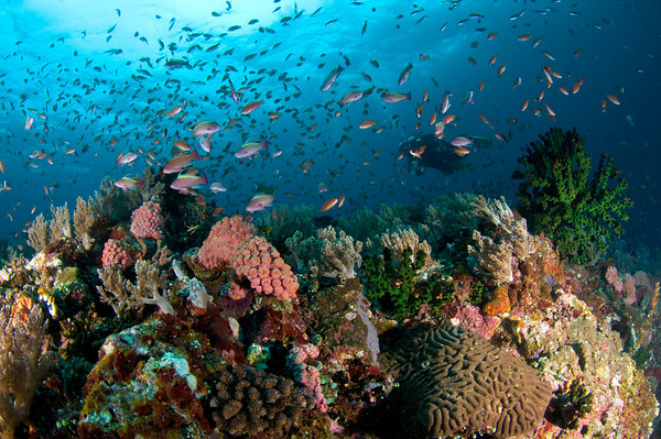 diving a healthy underwater reef in anilao, philippines