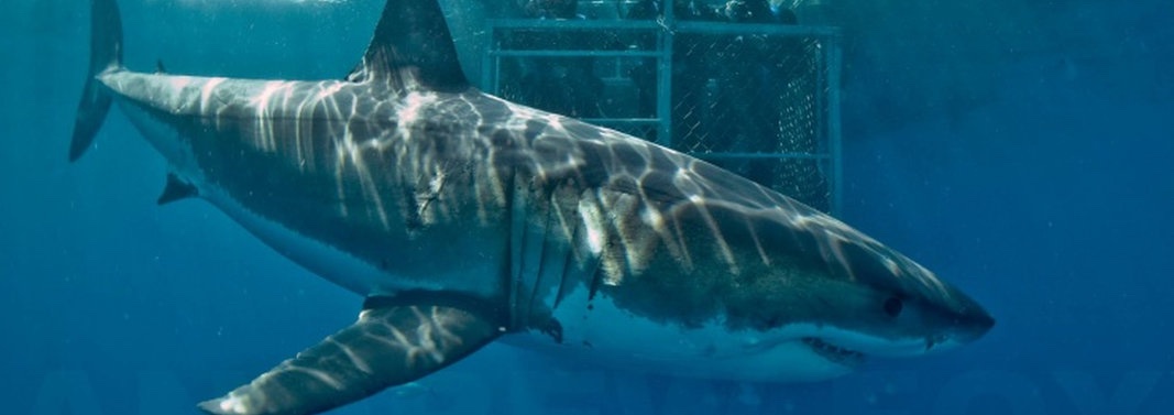 Australia Great White Sharks Dec 2025
