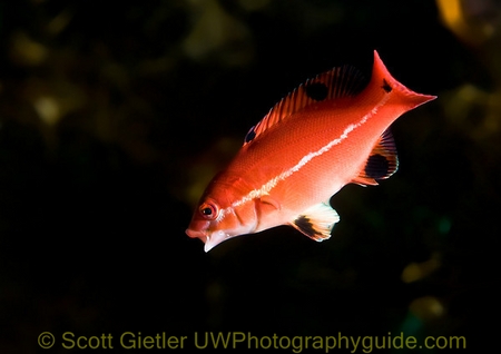 baby sheephead, with fast focus underwater