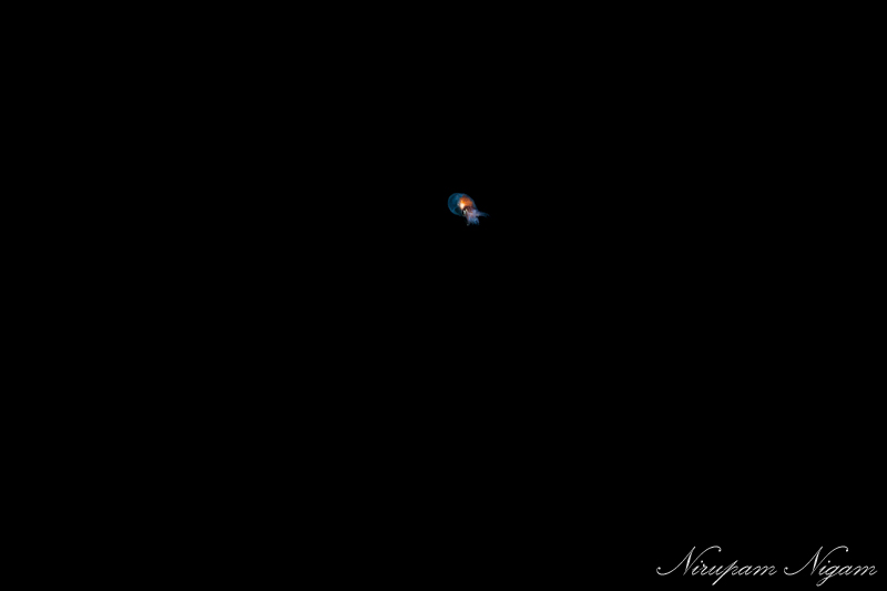 A baby octopus begins its journey into the big wide world A baby octopus begins its journey into the big wide world