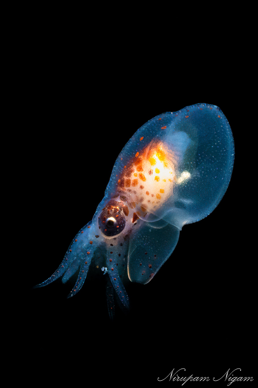 A portrait of a Giant Pacific Octopus hatchling with the Nikon Z8, dual Sea & Sea YS-D3 duo strobes, and a Nikon 60mm macro lens. f/20, 1/160, ISO 800 A portrait of a Giant Pacific Octopus hatchling with the Nikon Z8, dual Sea & Sea YS-D3 duo strobes, and a Nikon 60mm macro lens. f/20, 1/160, ISO 800