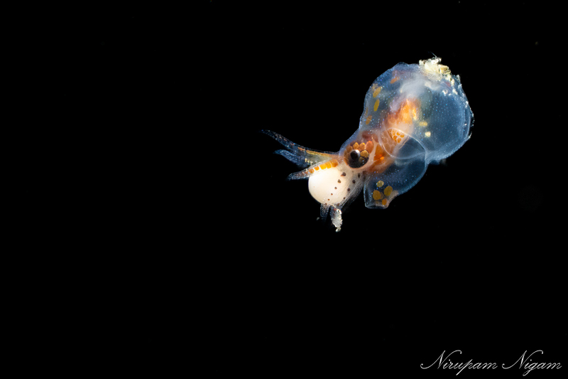 A newborn octopus swims with the yolk from its egg still attached A newborn octopus swims with the yolk from its egg still attached