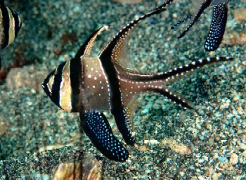 banggai cardinalfish lembeh