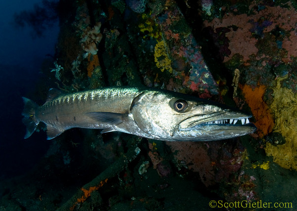 barracuda inside the Liberty wreck, Bali