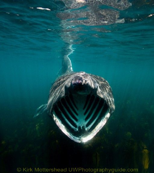 basking shark underwater photography
