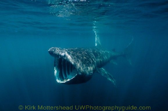 basking shark7