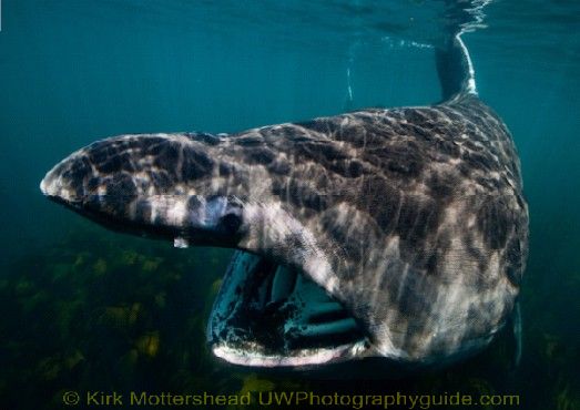 basking shark8