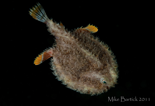 Bartick's Critter Column: Reflecting on 2011 BCC-batfish-2