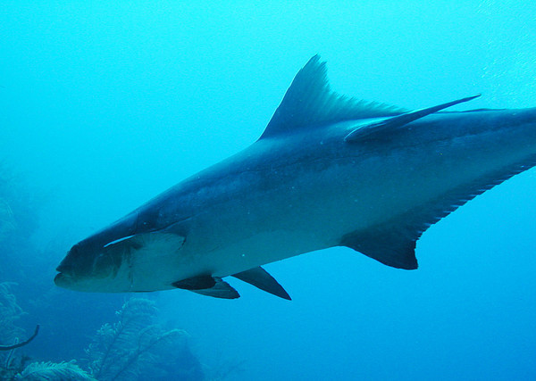 large corbia diving Belize
