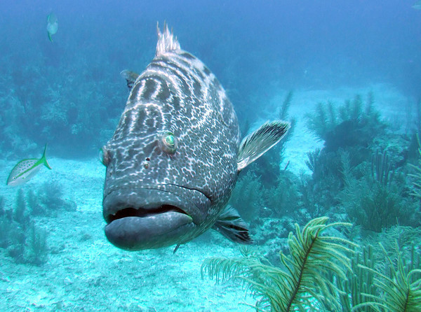 belize_large_grouper