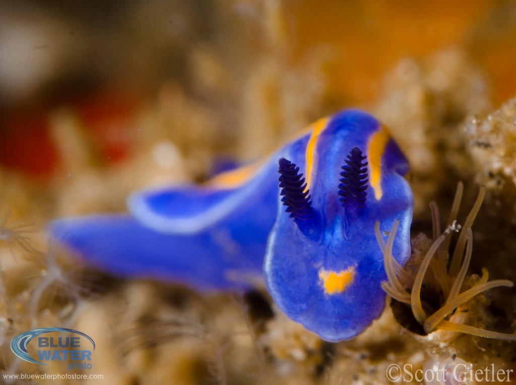 blue-nudibranch_wm