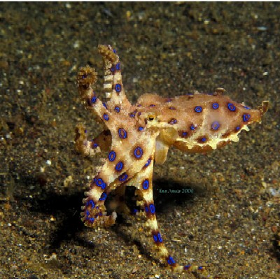 blue ring octopus underwater photo lembeh