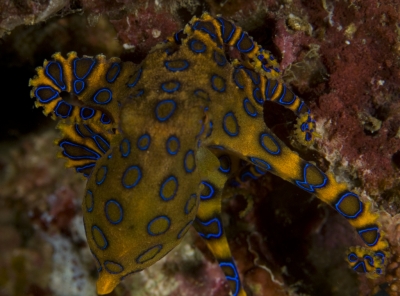 blue ringed octopus