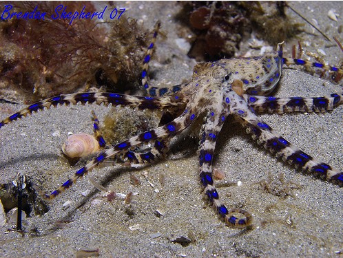 blue ringed octopus, melbourne, brendan shepherd