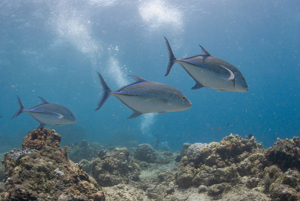 bluefin trevally at lechuan I, bunaken, manado
