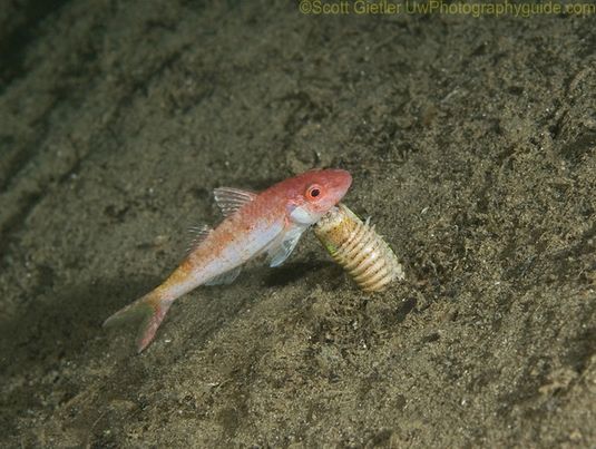 underwater behavior photography