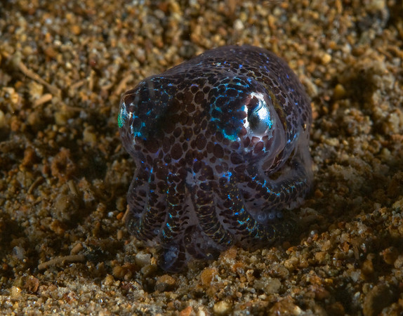 Bobtail squid