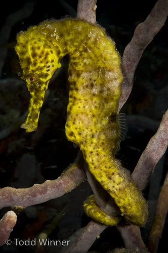 bonaire underwater photography