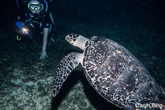 sony rx-100 III underwater photos