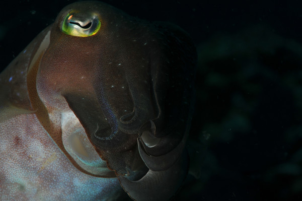 broadclub cuttlefish