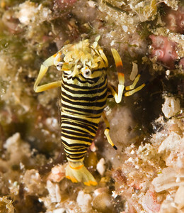 Bumblebee Shrimp