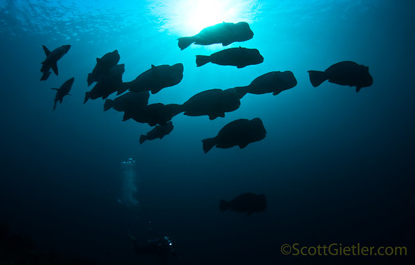 schooling bumphead parrotfish, Liberty wreck, Bali