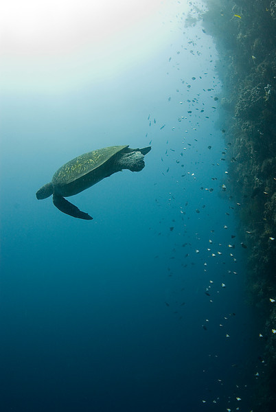 underwater wall at bunaken island