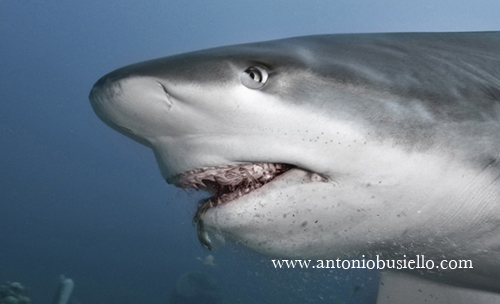 Shark eating Lionfish