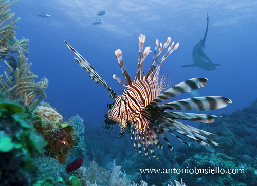 Lionfish Caribbean