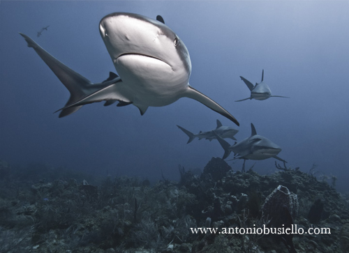 Shark Caribbean
