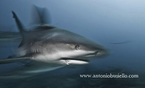 Shark eating Lionfish