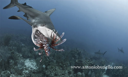 Shark eating Lionfish