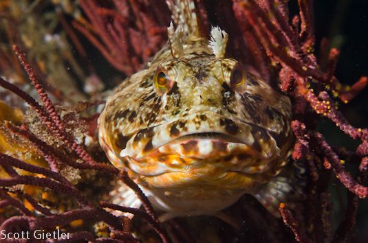 nikon d7000 underwater