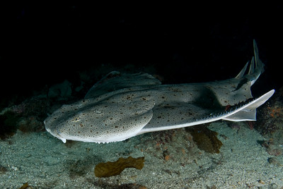 California angel shark underwater photo, california marine life