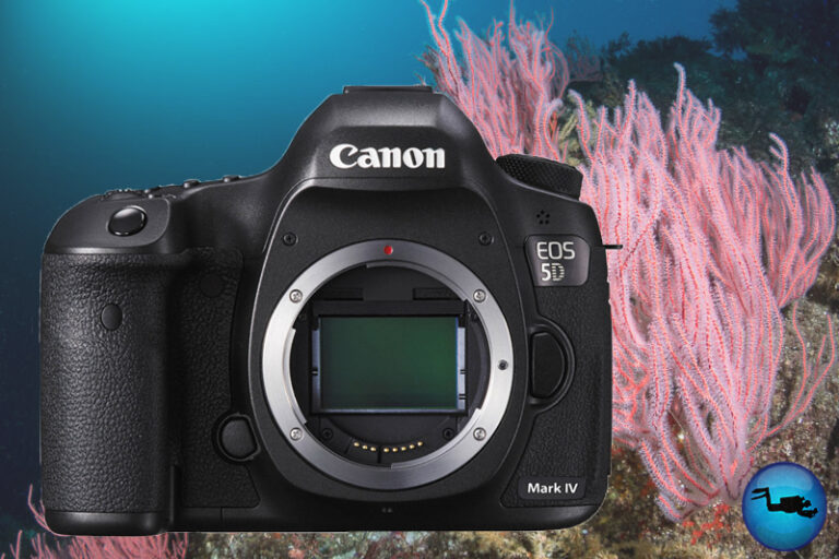Canon 5D Mark IV Review Canon-5d-markIV-underwater-review