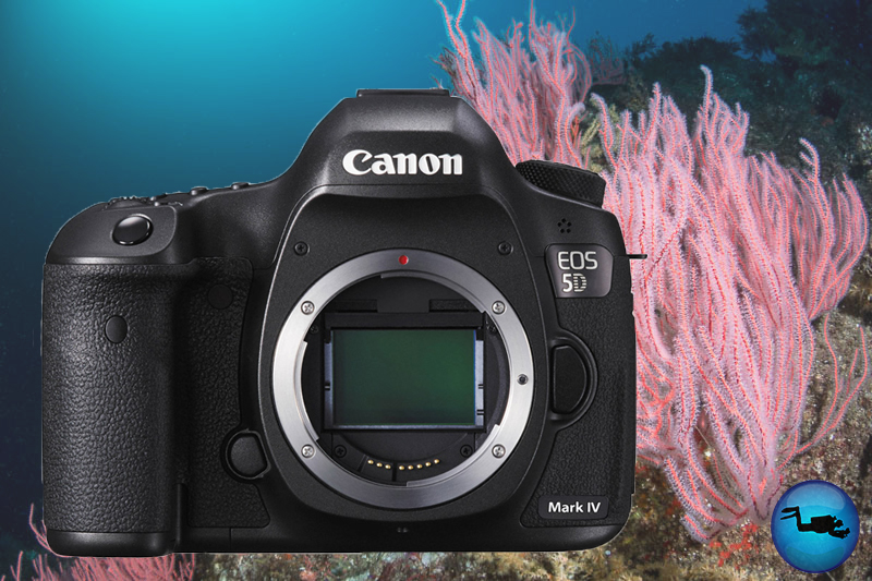 Canon-5d-markIV-underwater-review