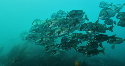 Tv mode at 1/60 at 400 iso -2/3 ev. Original screengrab of 4096 x 2160 pixels, resized to 800px wide for article. Footage by Mike Raabe.