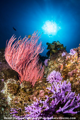 nauticam 7d mark ii underwater photo