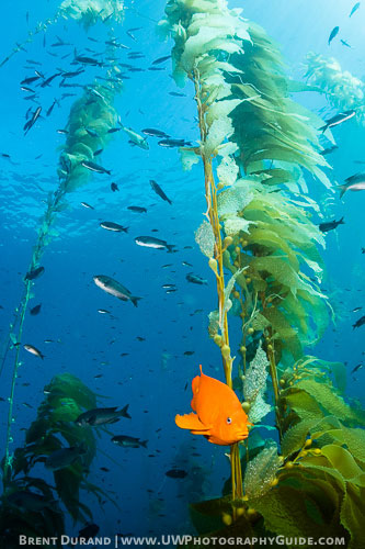 nauticam 7d mark ii underwater photo