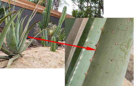 Fine detail in the cactus at 100% crop. Canon 80D and Canon 24-105mm f/4 zoom lens. ISO 100, f/7.1, 1/80